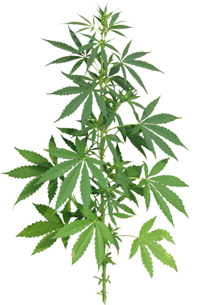 hemp blog