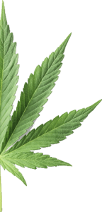 hemp-plant