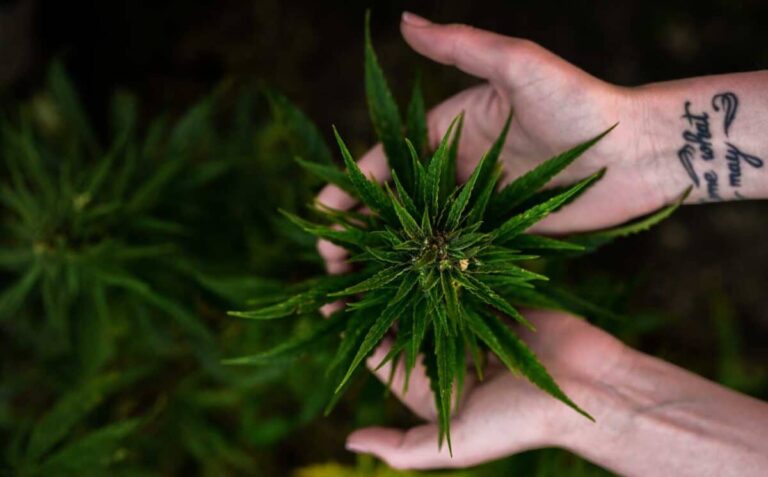 World needs Hemp Papers