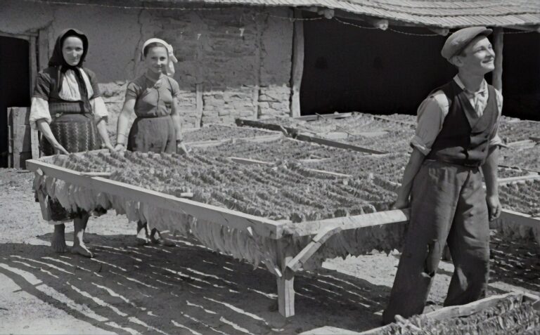 History of Hemp