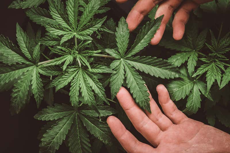 How Hemp Farming Can Help a Farmer’s Income in 2021