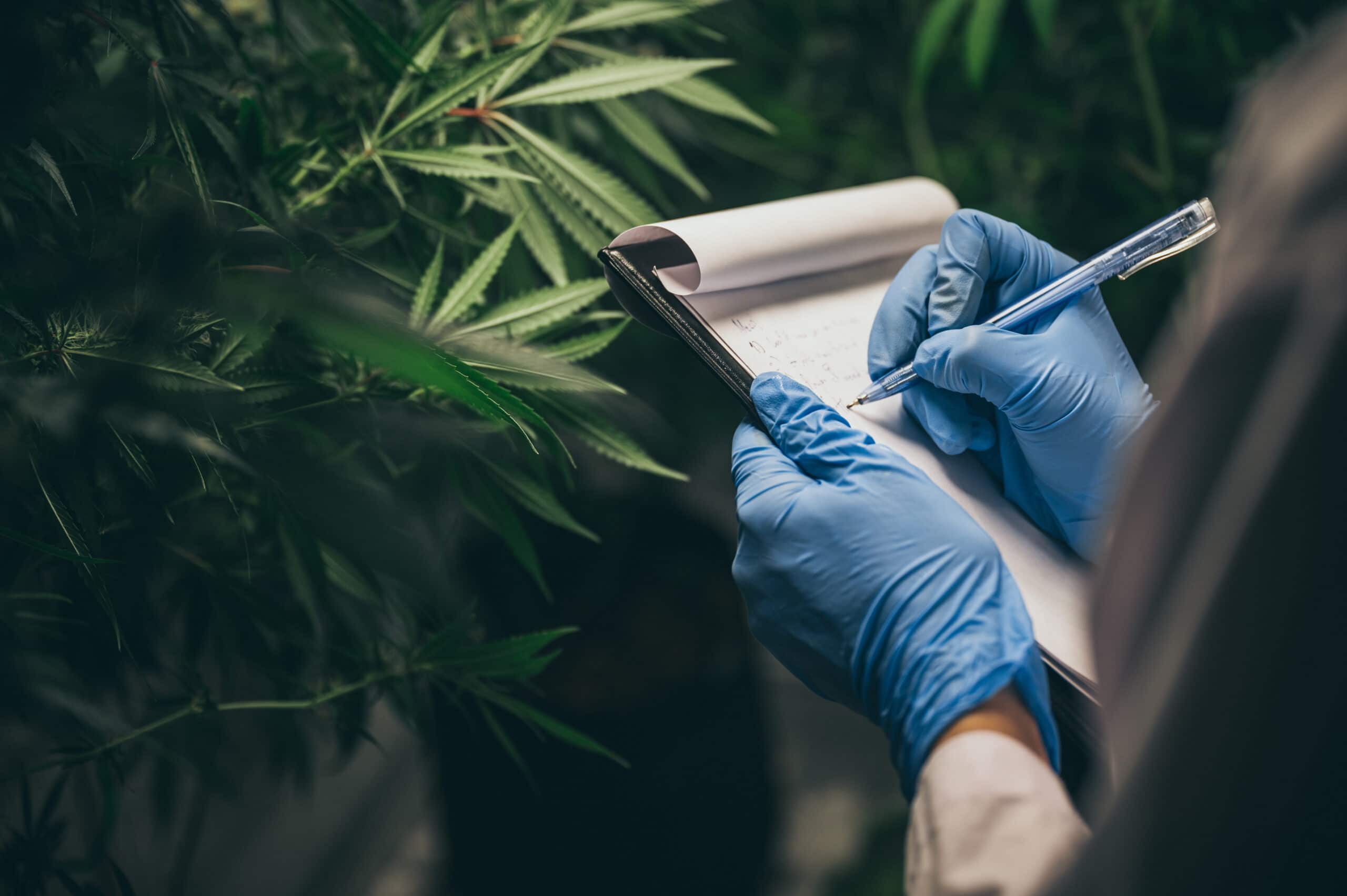How Are Hemp Products Made, and Why Are They Better?