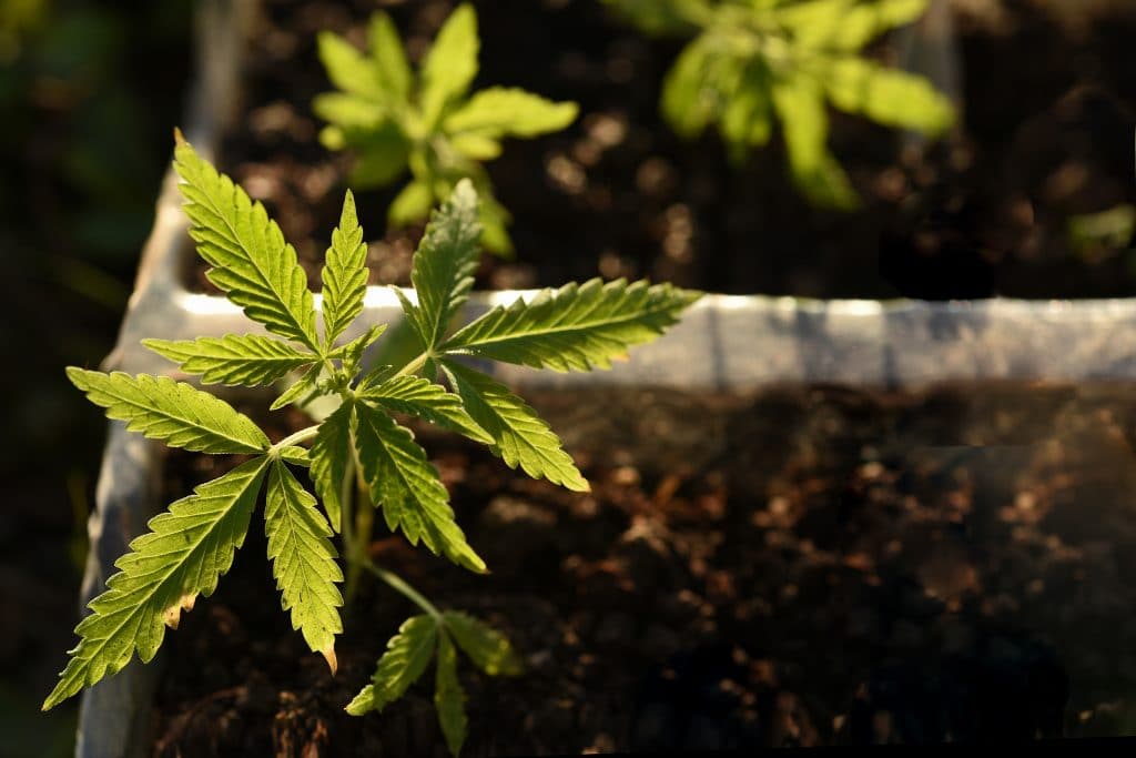 hemp plant
