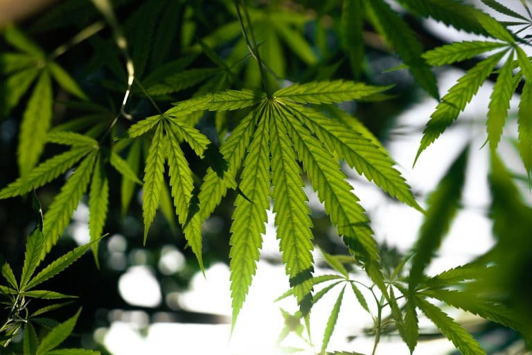 Ultimate Benefits of Hemp: John Wick of Sustainability
