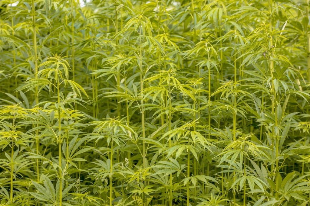 industrial hemp